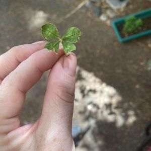 Meet your Posher, Ramona